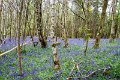 Bluebells and wild garlic in Rossmore Forest Park - May 2017 (28)